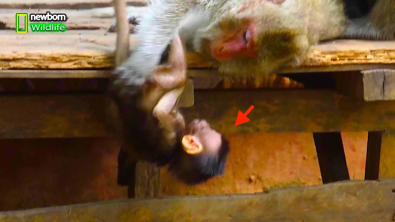 Very pitiful weaning baby wildlife was mistreated & bitten by mother, Pity baby on weaning time | NW
