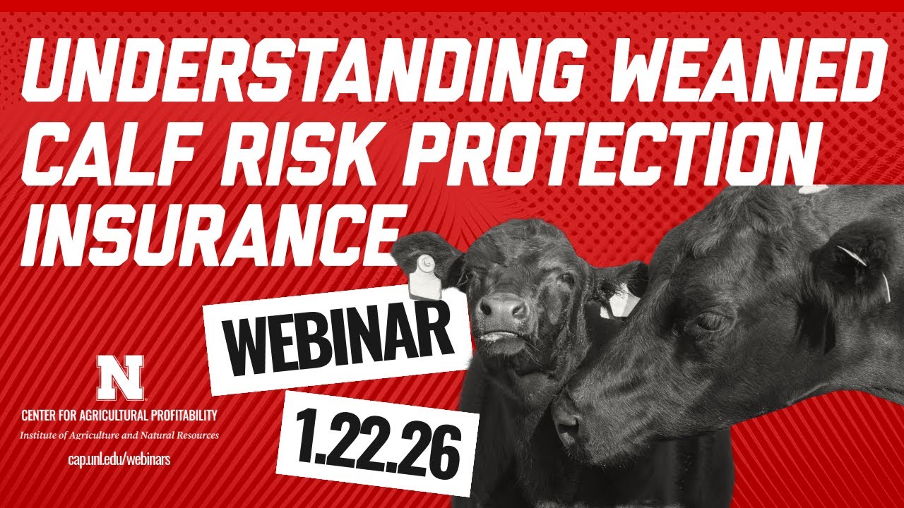 Understanding Weaned Calf Risk Protection Insurance (Jan. 22, 2026 Webinar)