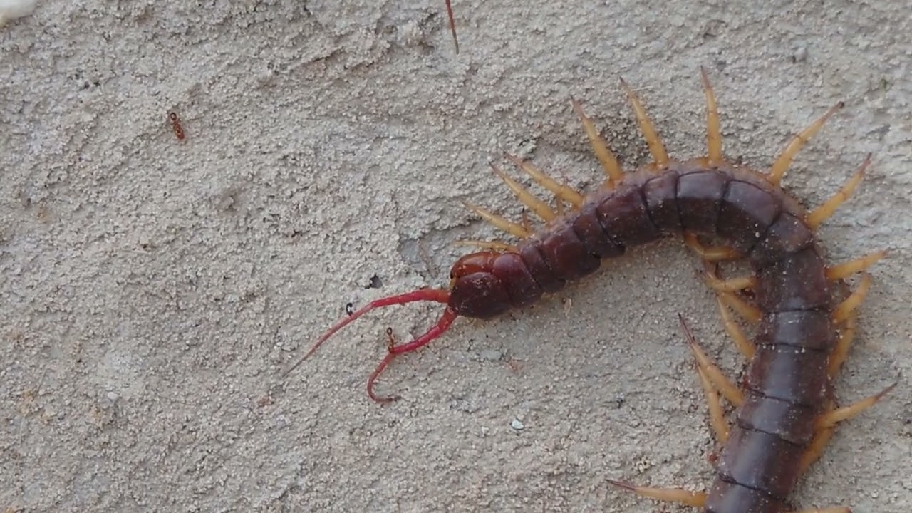 Centipede Attack – Nature's Deadliest Predator