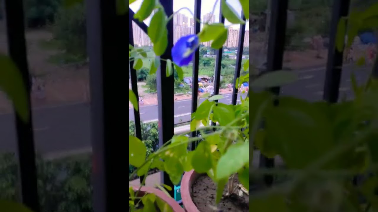 ||Plant perfect#||Plant perfect#||