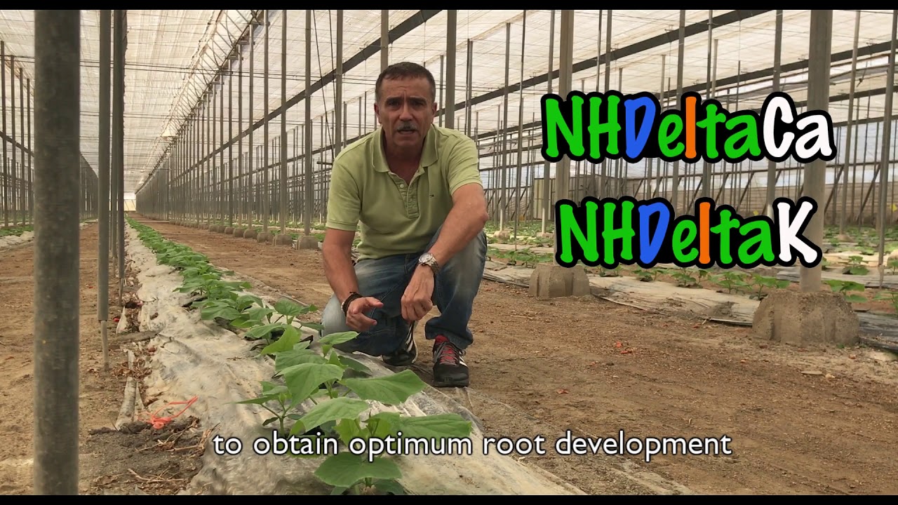 Reducción de Nitratos en cultivo de pepino - Reduce up to 50% of the Nitrogen applications
