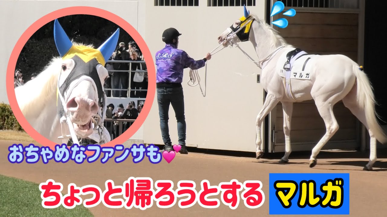 パドックに入って早々、ちょっと帰ろうとしちゃうマルガ