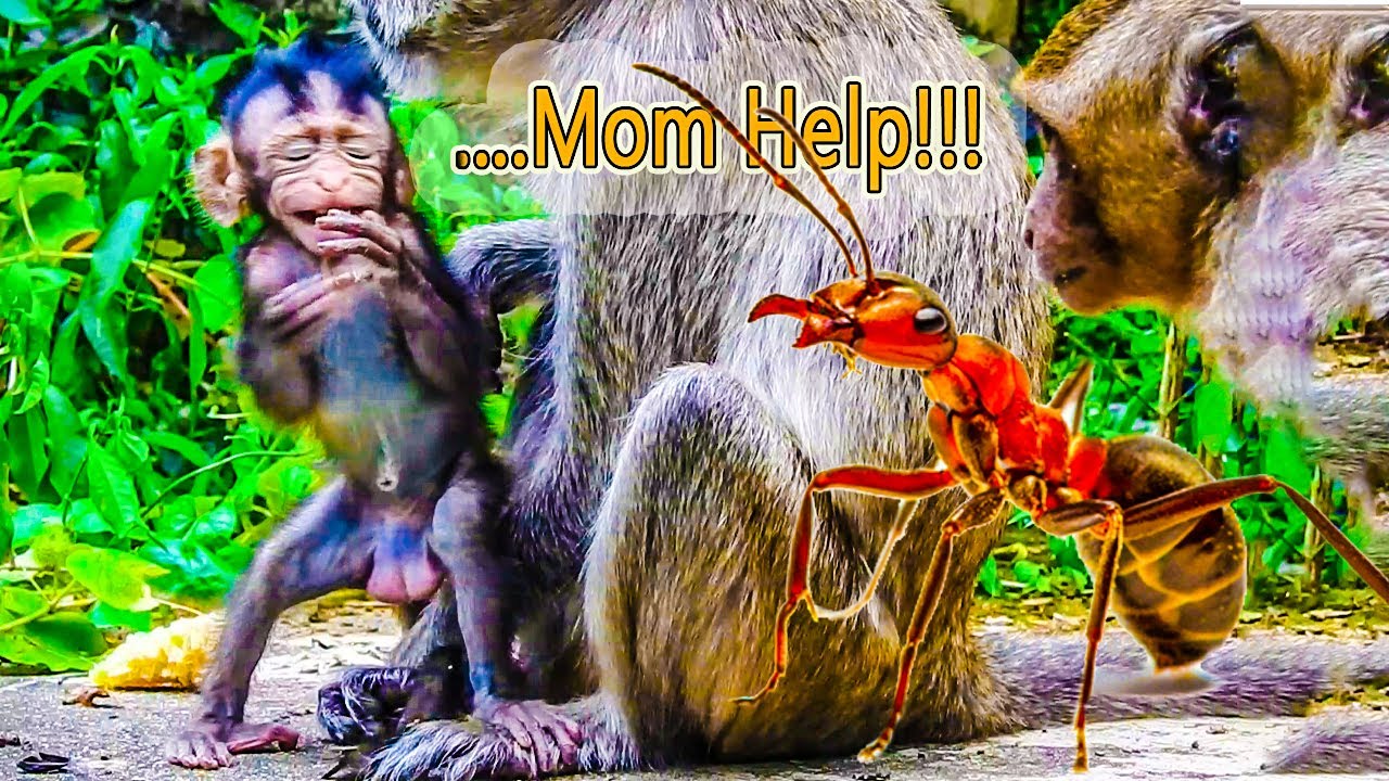 ADORABLE BABY MONKEY VIWA, GET BITE BY ANTS