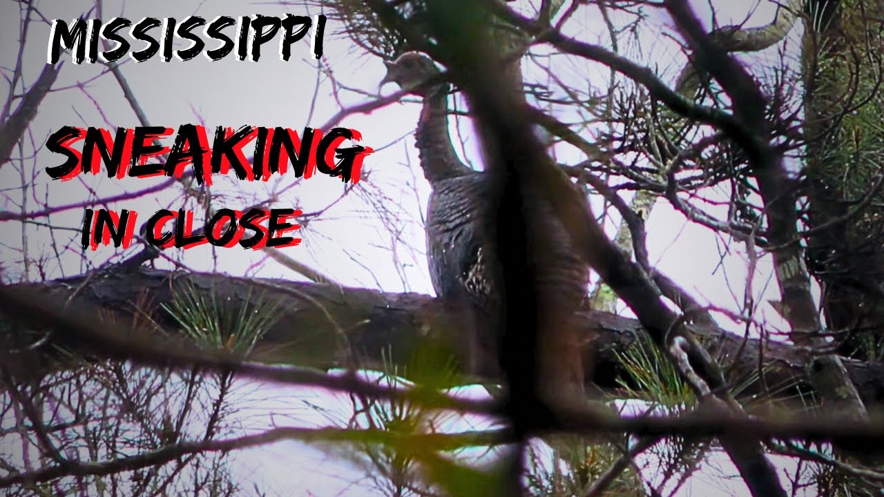 FINDING TURKEYS ON PRESSURED MISSISSIPPI LAND/ BATTLING A STORM FOR A GOBBLER / PUBLIC LAND HUNTING