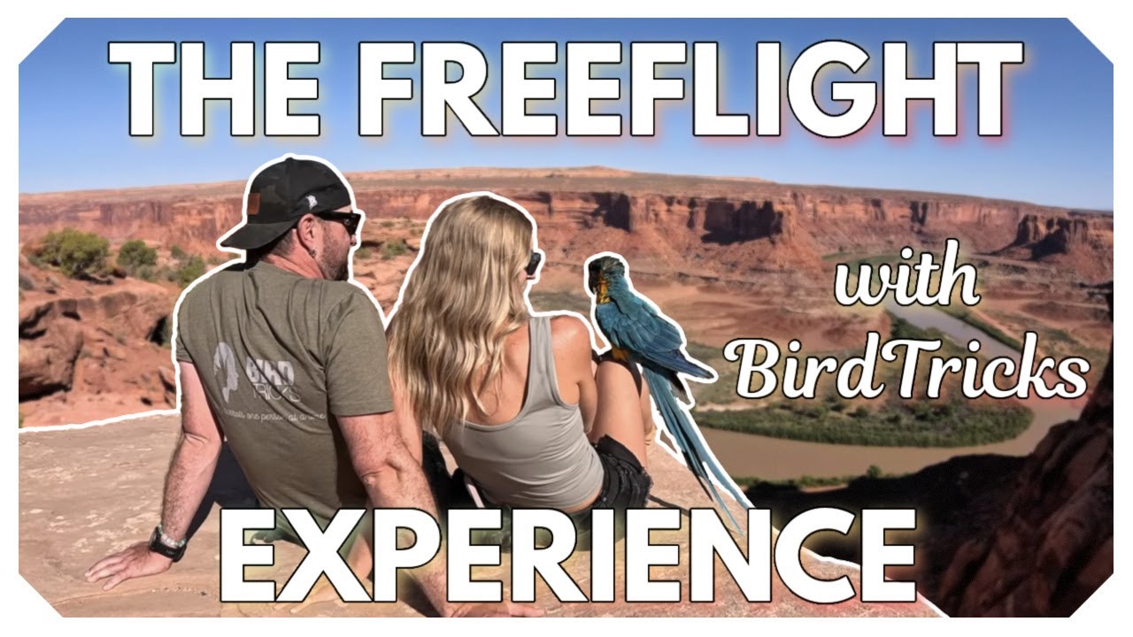 Опыт свободного полета BirdTricks | BirdTricks Unfiltered!