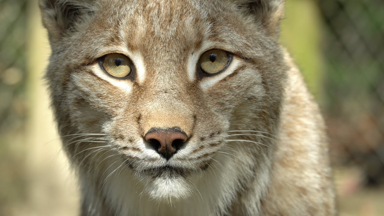 Luchse im Tierpark Olderdissen Bielefeld - Luchs-Lady Lea bekommt die Pille