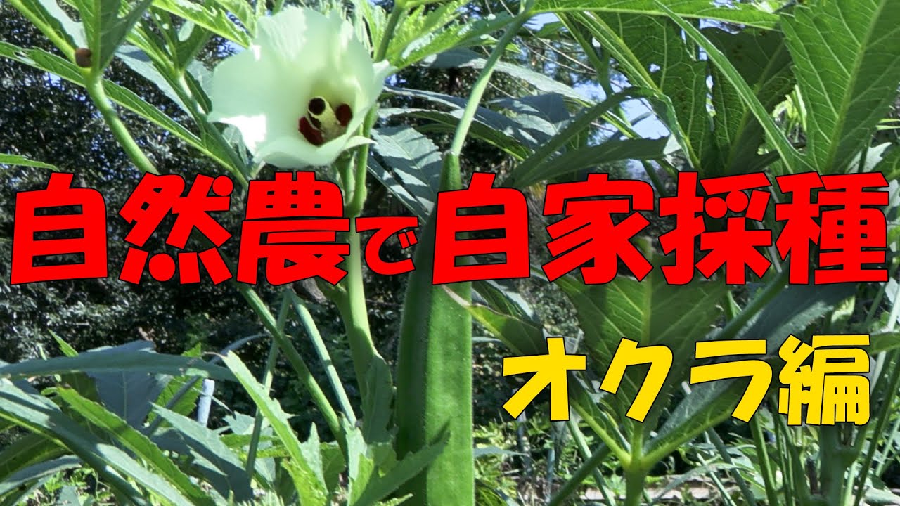 【自家採種】自然農 オクラ編　【4K】