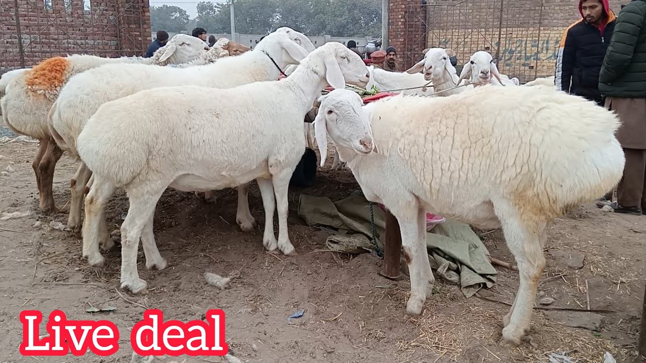 Dumbbe hi Dumbbe Lahore Mandi Qurbani 2026 makkhi jeene bakre desi chatra nagre bakre Rajan puri 