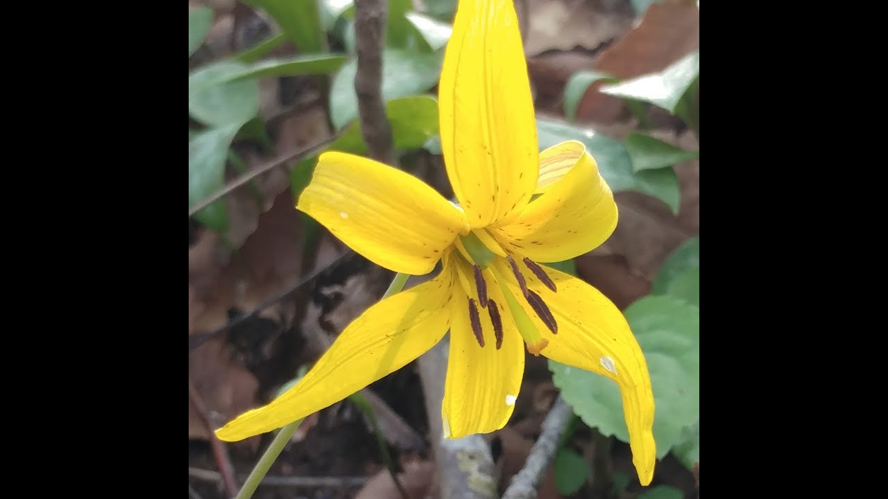 BackYard Wildflower Tour around TN