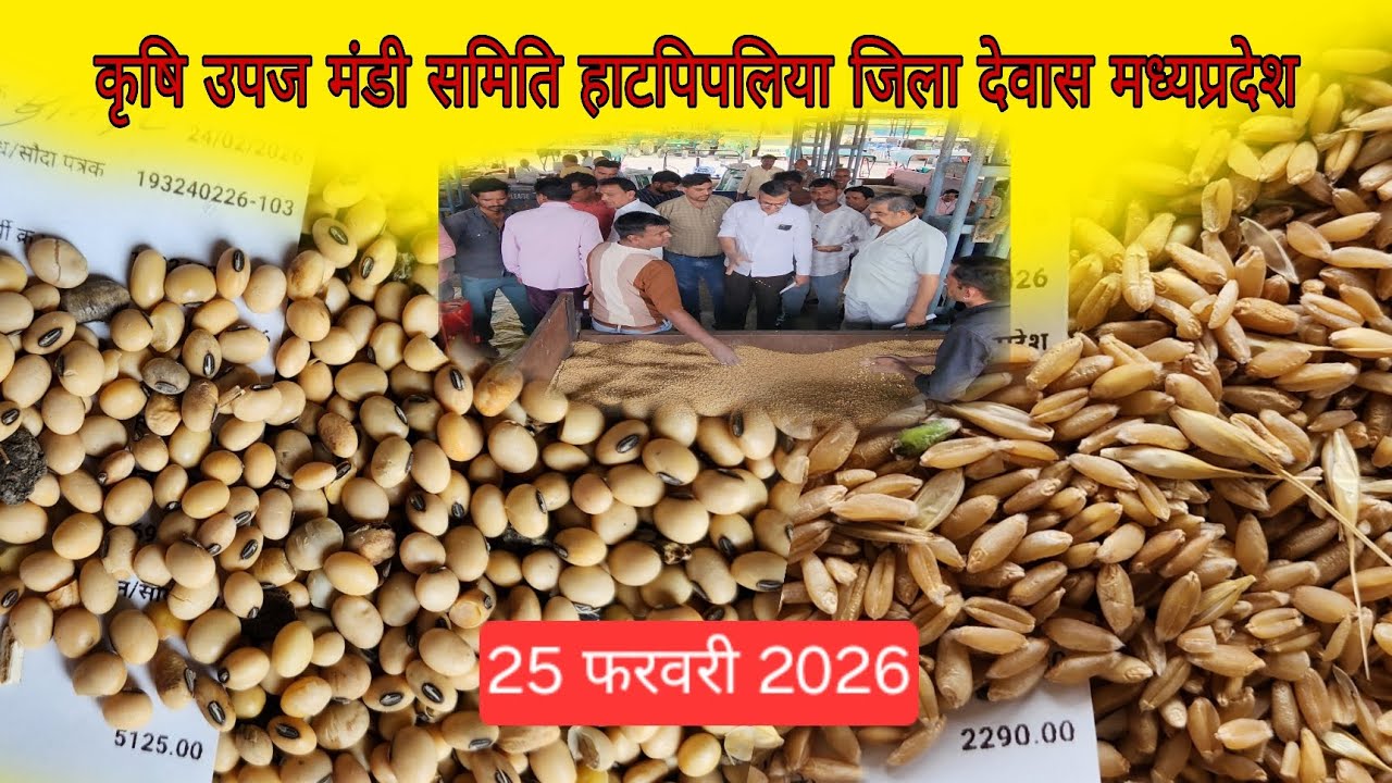 25 February2026 | नया गेहूं 🌾😱|देवास मंडी| |hatpipliya mandi | mandibhav | mandi bhav
