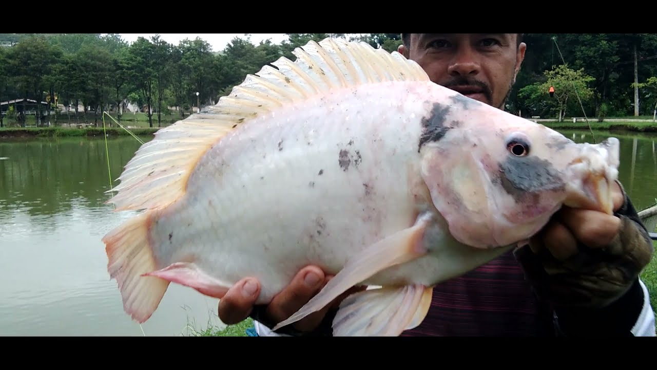 tilapia malhada e tilapia Saint Peter.