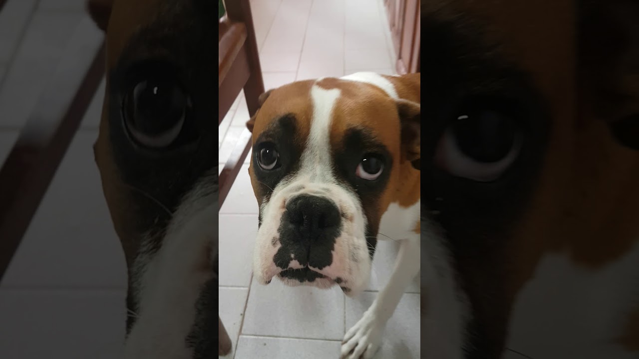 Toto.Perro boxer rompiendo .