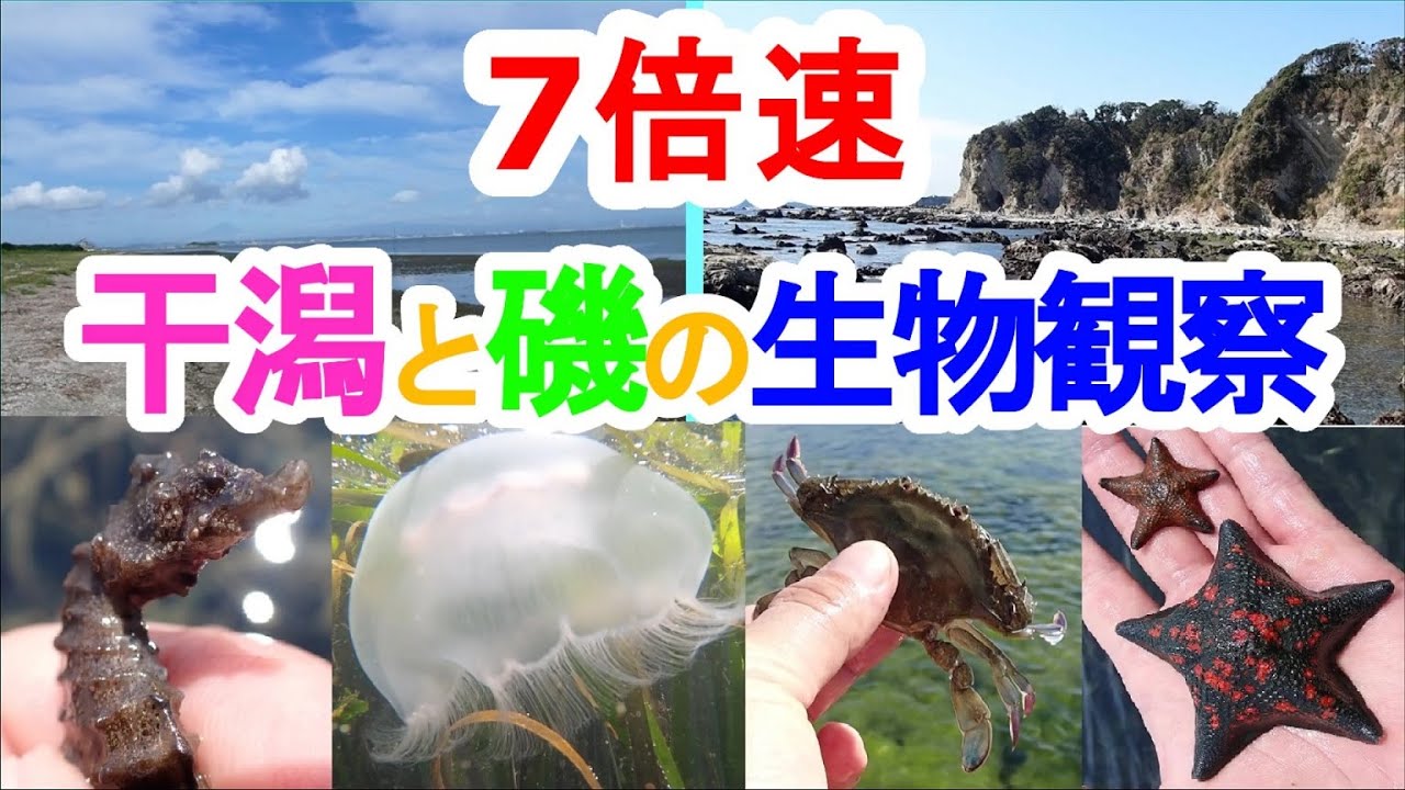 （7倍速：時間がない人用）【自由研究】干潟と磯の生き物たち