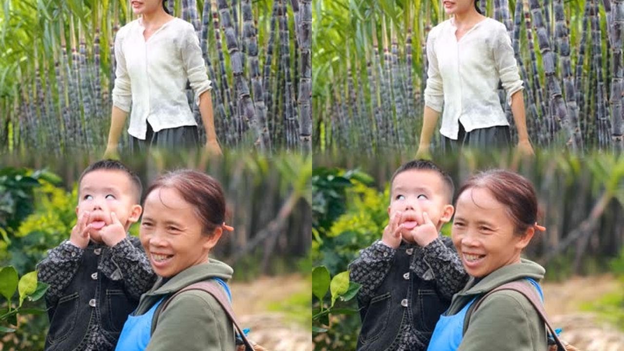 城里喝不到的暖意：我把甘蔗林的甜，都煮进了这杯奶里#记录我的农村生活 #手工红糖块 #红糖姜枣奶