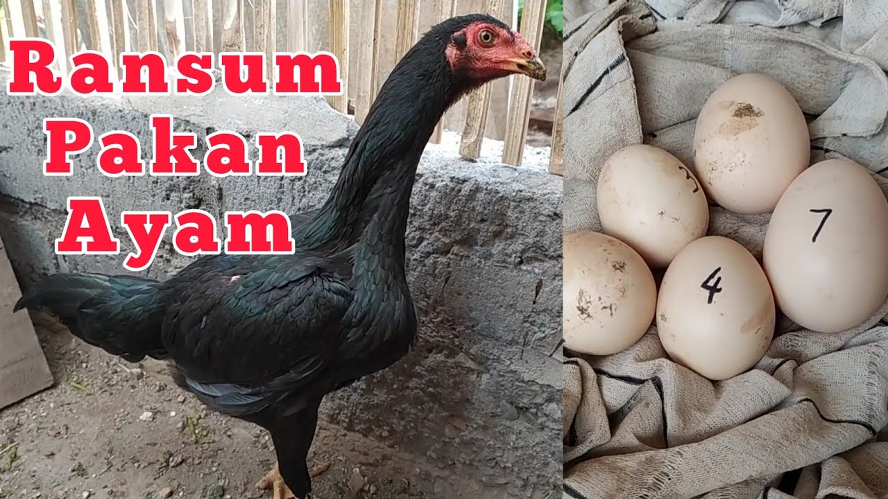 5 месяцев, Бангкокская курица снесла яйца!