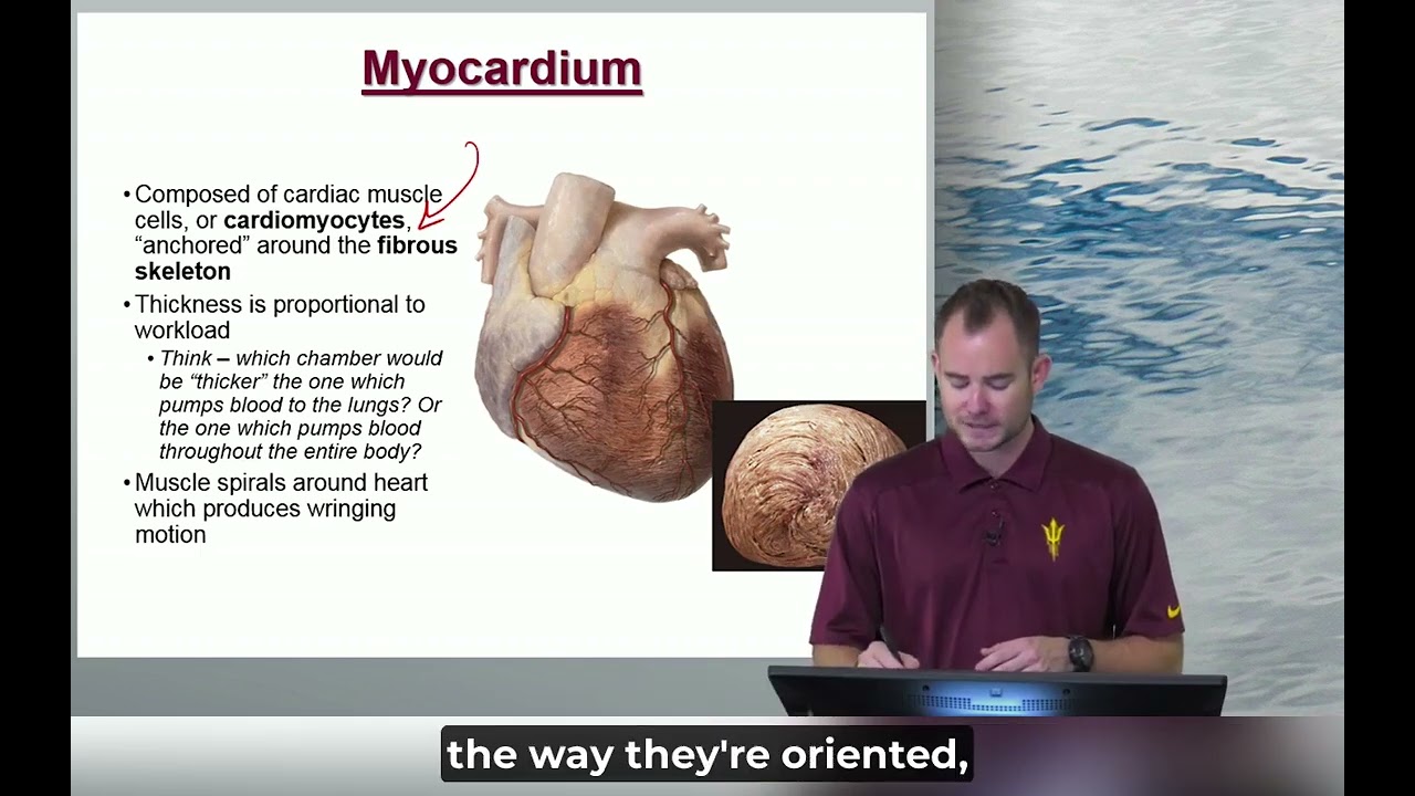 1 m9 Module 2 Lab Learning Materials Heart PL24 SI