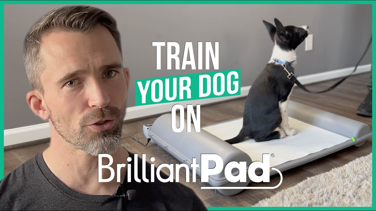 The Fastest Way to Train Your Dog to Use the BrilliantPad (Hint: It's Easier Than You Think!)