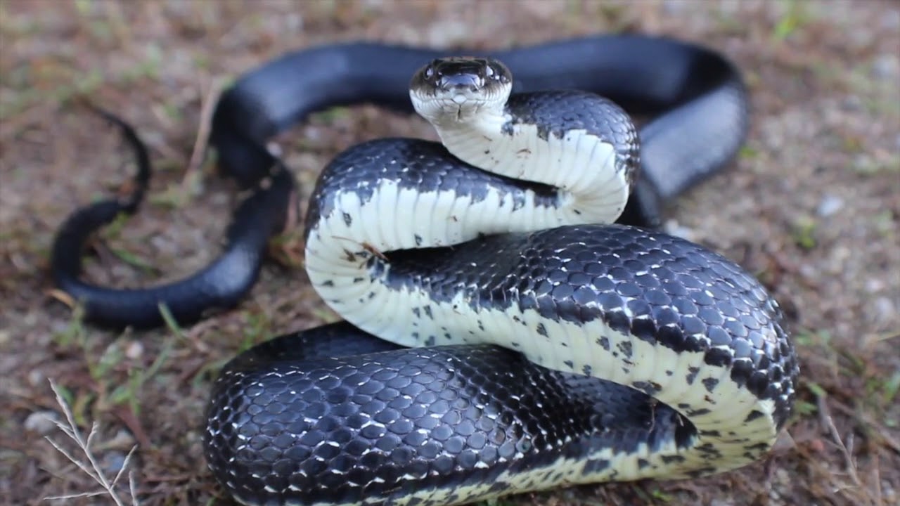 Connecticut summer herping 18
