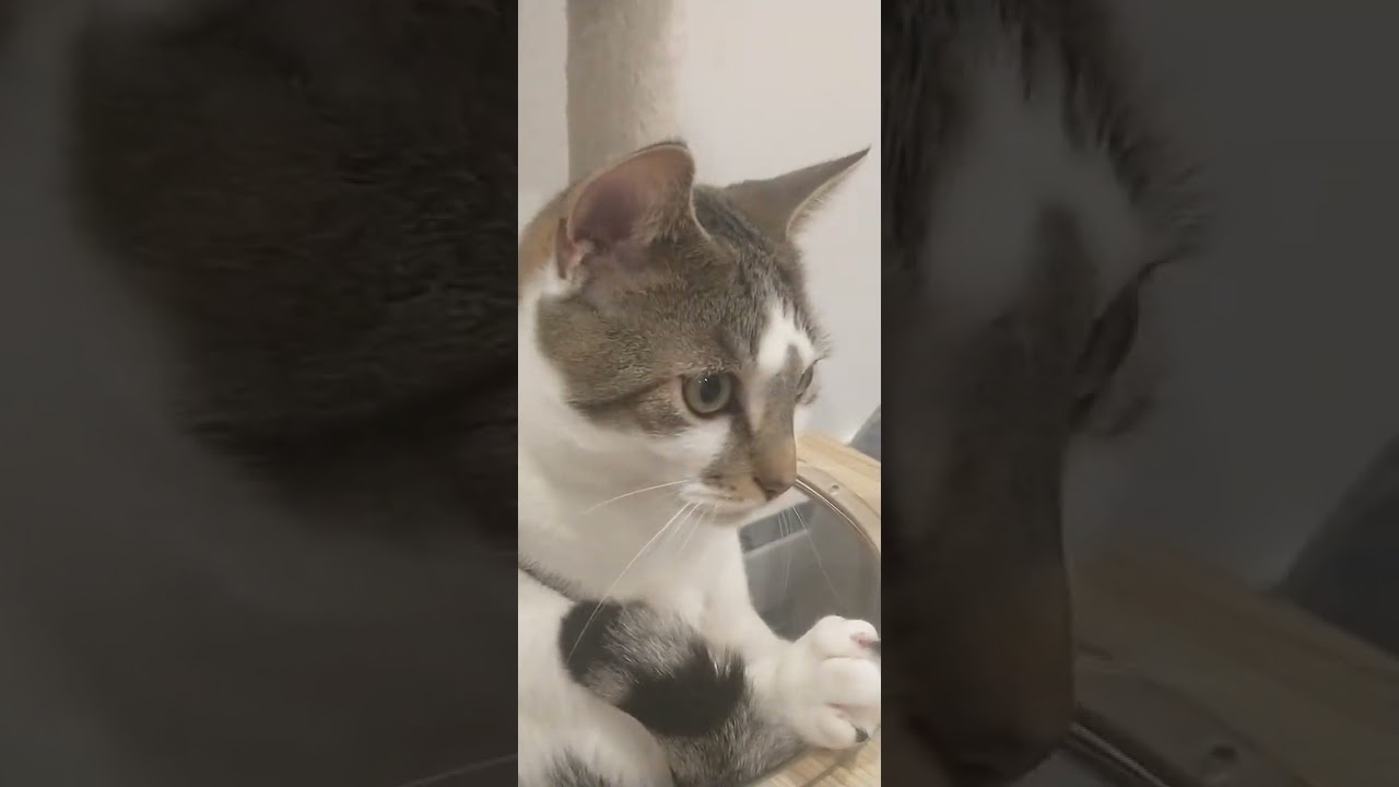 Cat rants and mouse Chase