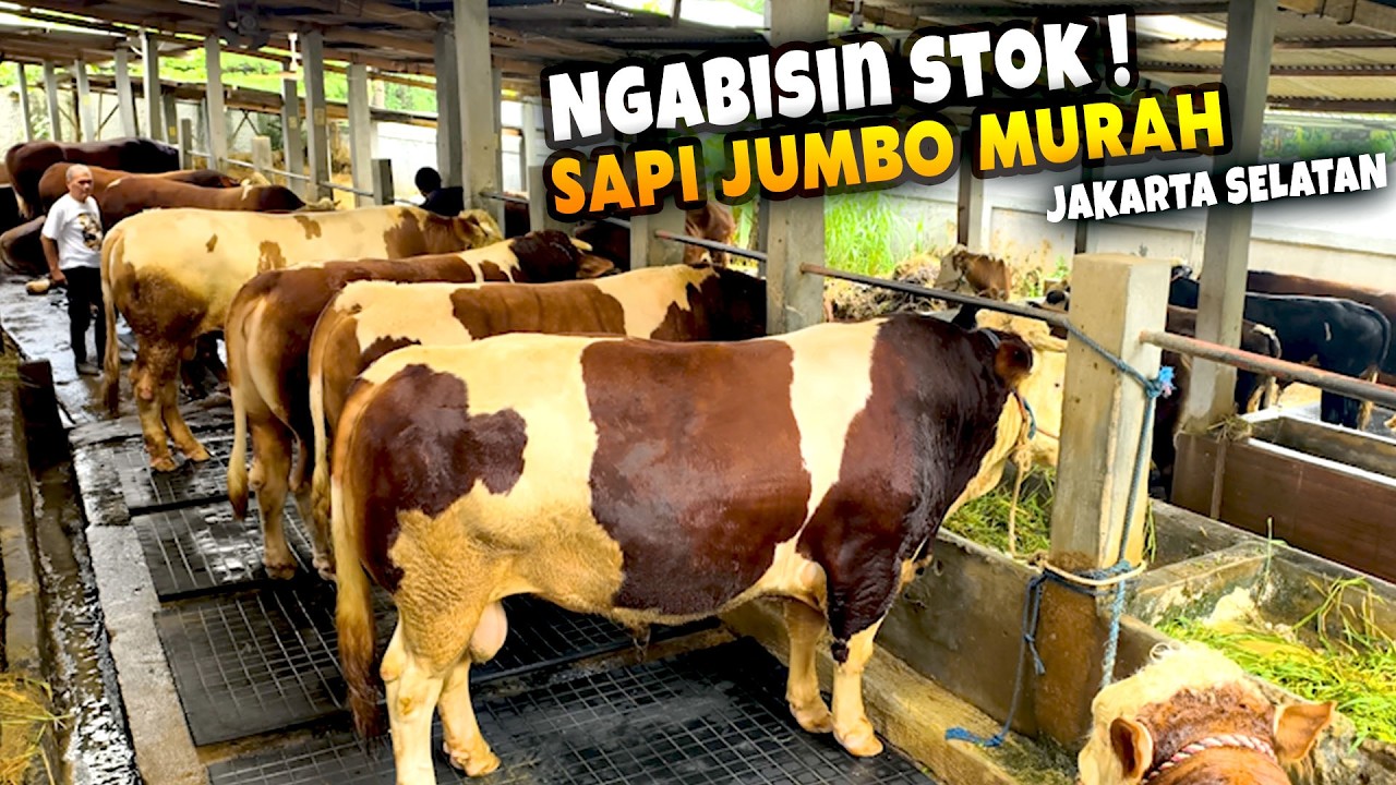HARGA NGGAK MASUK AKAL! 😱 Sapi Qurban Jumbo Berkualitas Tinggal Hitungan Jari! 🔥| BMF
