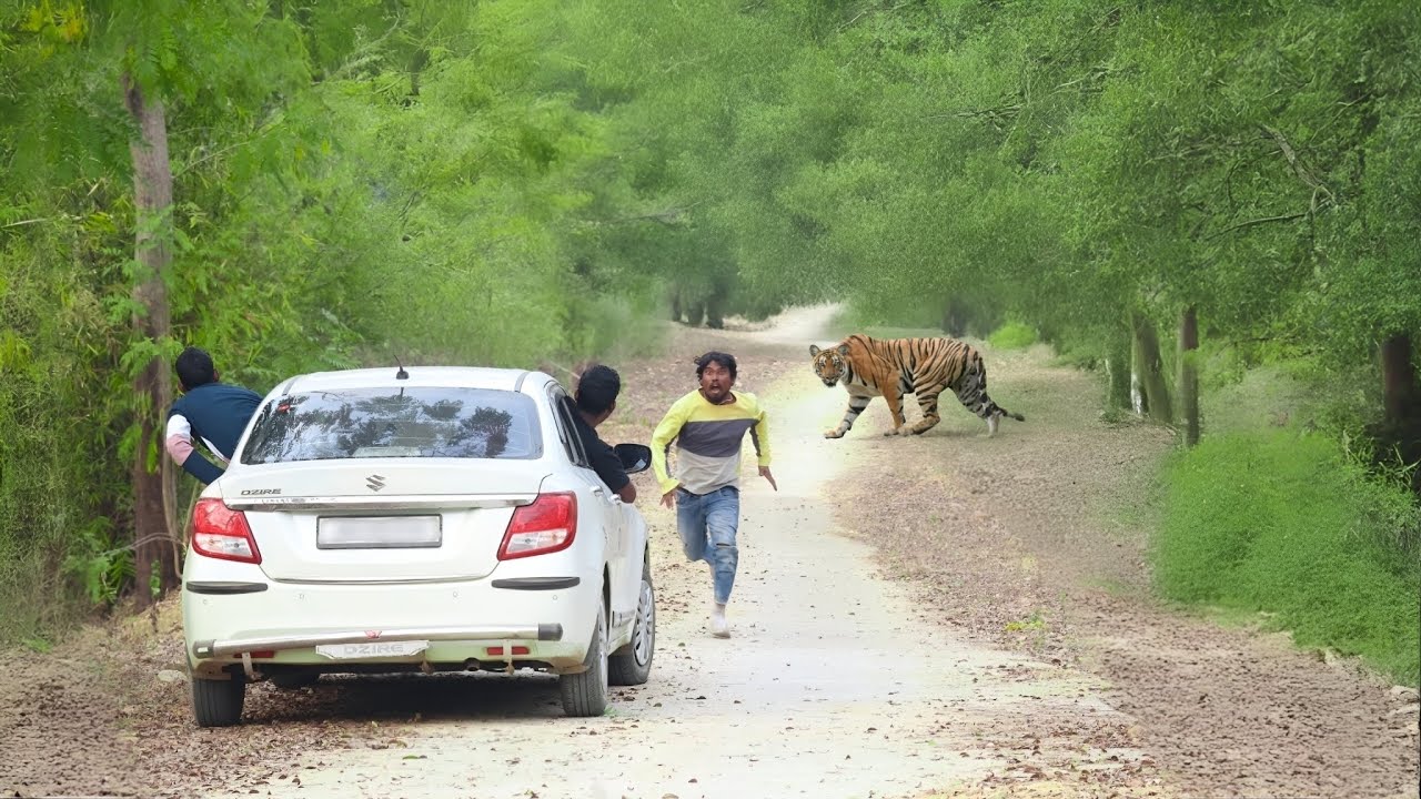 Royal Bengal Tiger Attack 🐯| True Horror Jungle Story | Tiger Attack