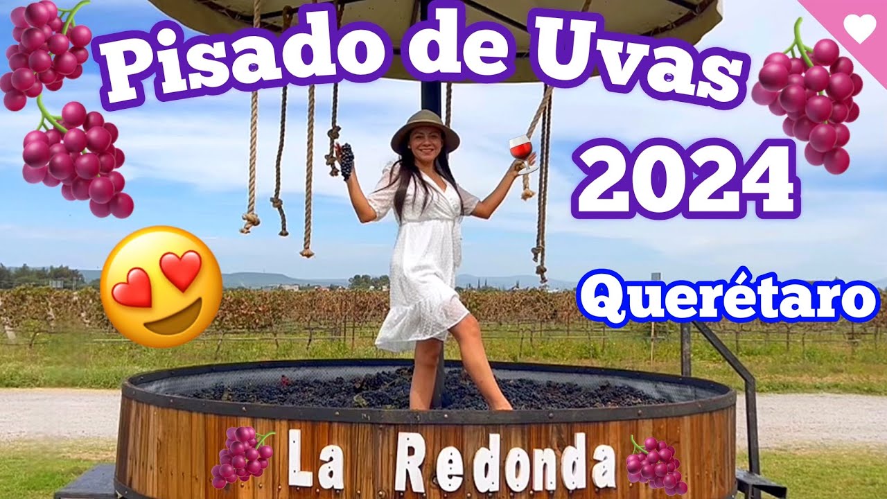 La Redonda Querétaro Viñedo Pisado de uvas vendimia 🍇viñedos 💜 costos + recomendaciones