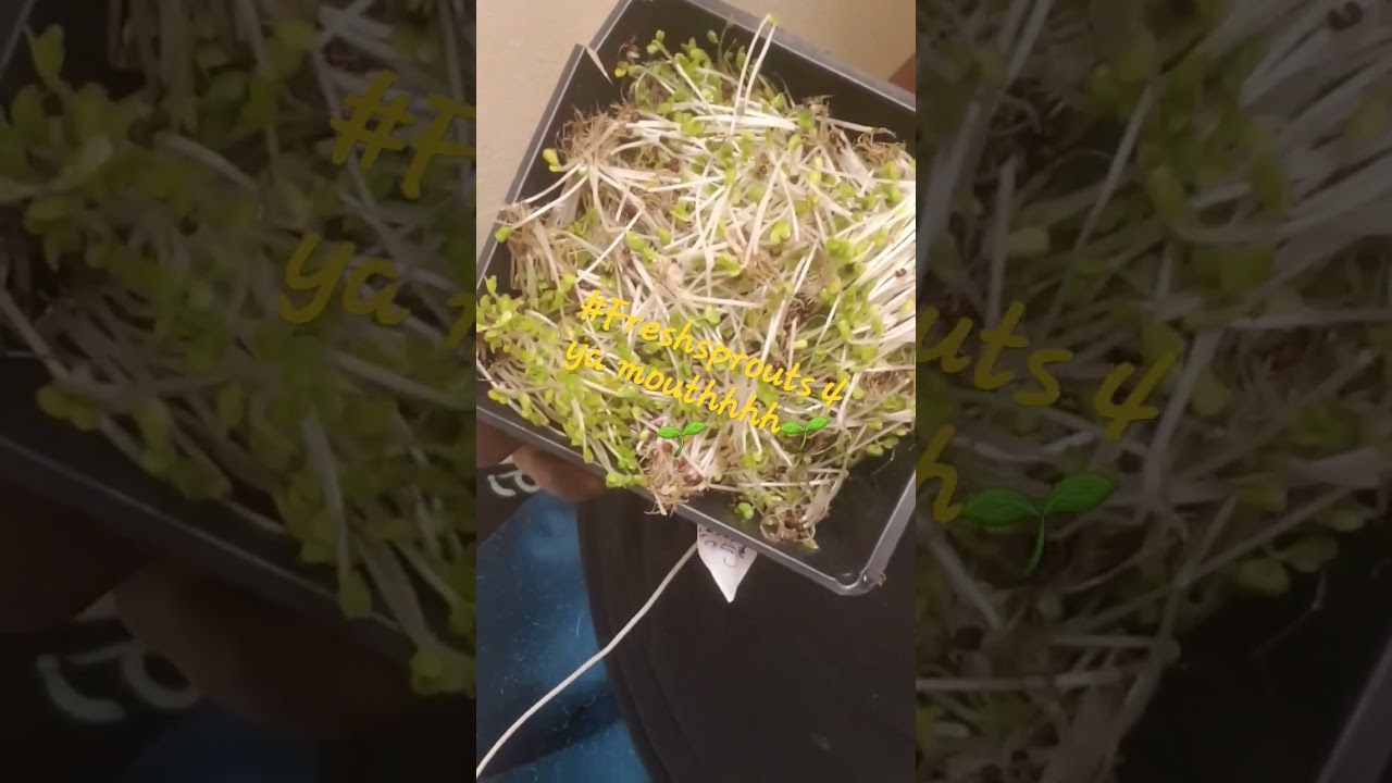 #micros #plantsoverpills