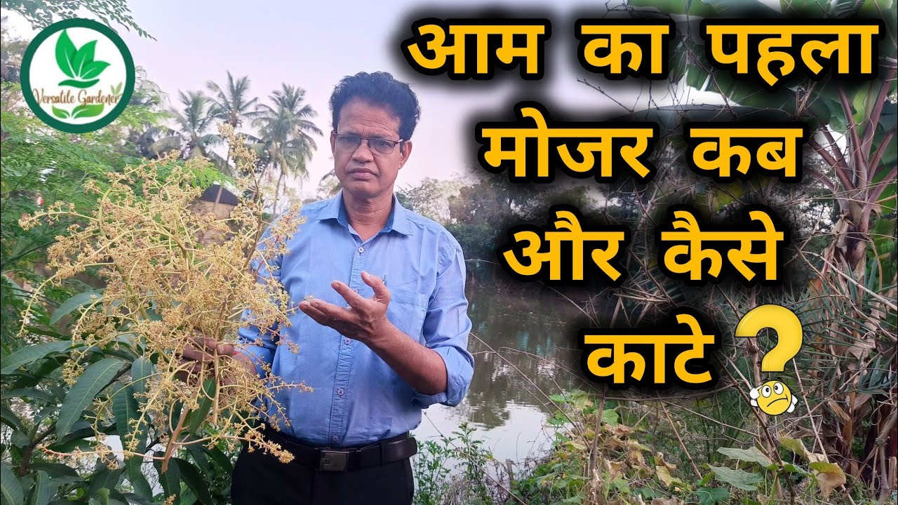 आम के पौधे का पहला बोर क्यों तोड़ देना चाहिए || How To Cut Mango First Flowering