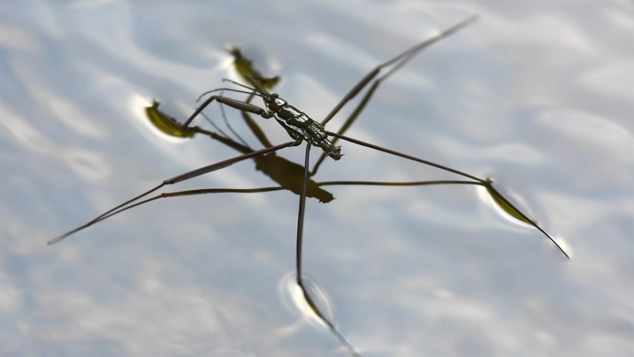 Water strider - walking on water