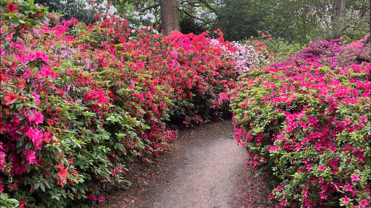 Isabella Plantation, Richmond Park
