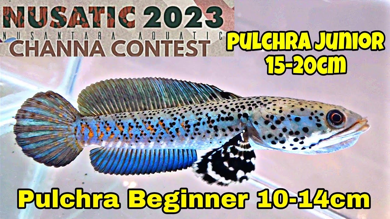 kontes Channa pulchra beginner dan junior NUSATIC CHANNA CONTEST 2023