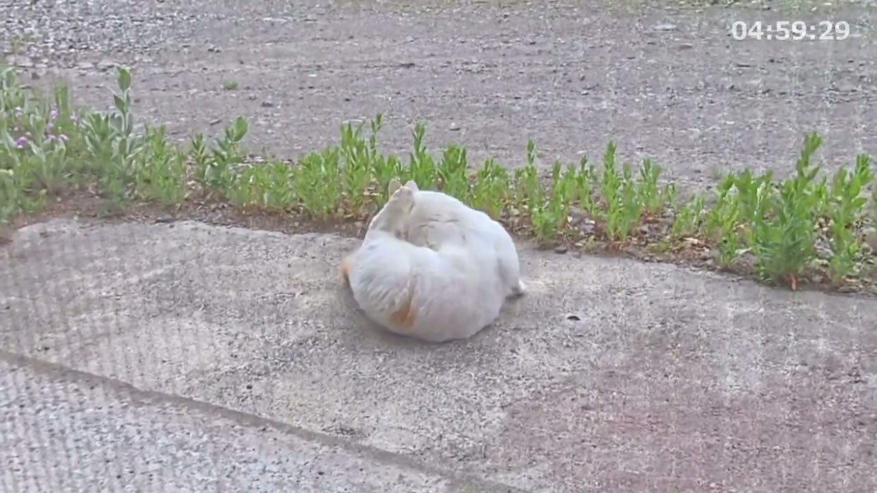 野良猫