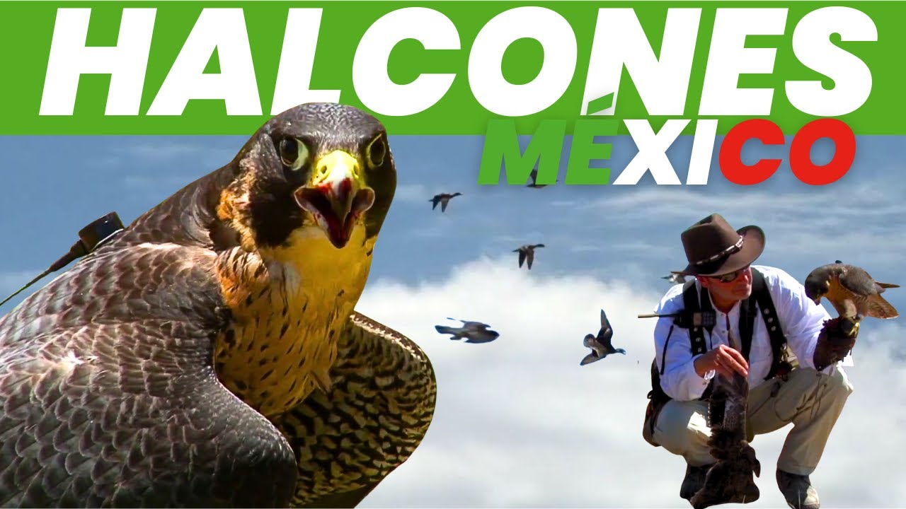 Altanería a patos en México