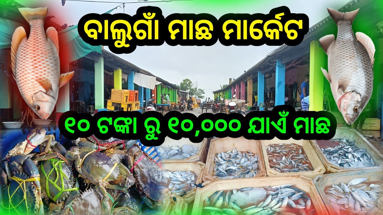 ଏଠାରେ ମାଛ ସବୁଠୁ ଶସ୍ତା ରେ ମିଳେ || Chilika Fish Market || Balugaon Fish Market 