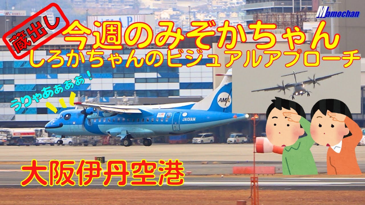 【大阪伊丹空港】今週のみぞかちゃん　2024.1.13　しろかちゃんのビジュアルアプローチ