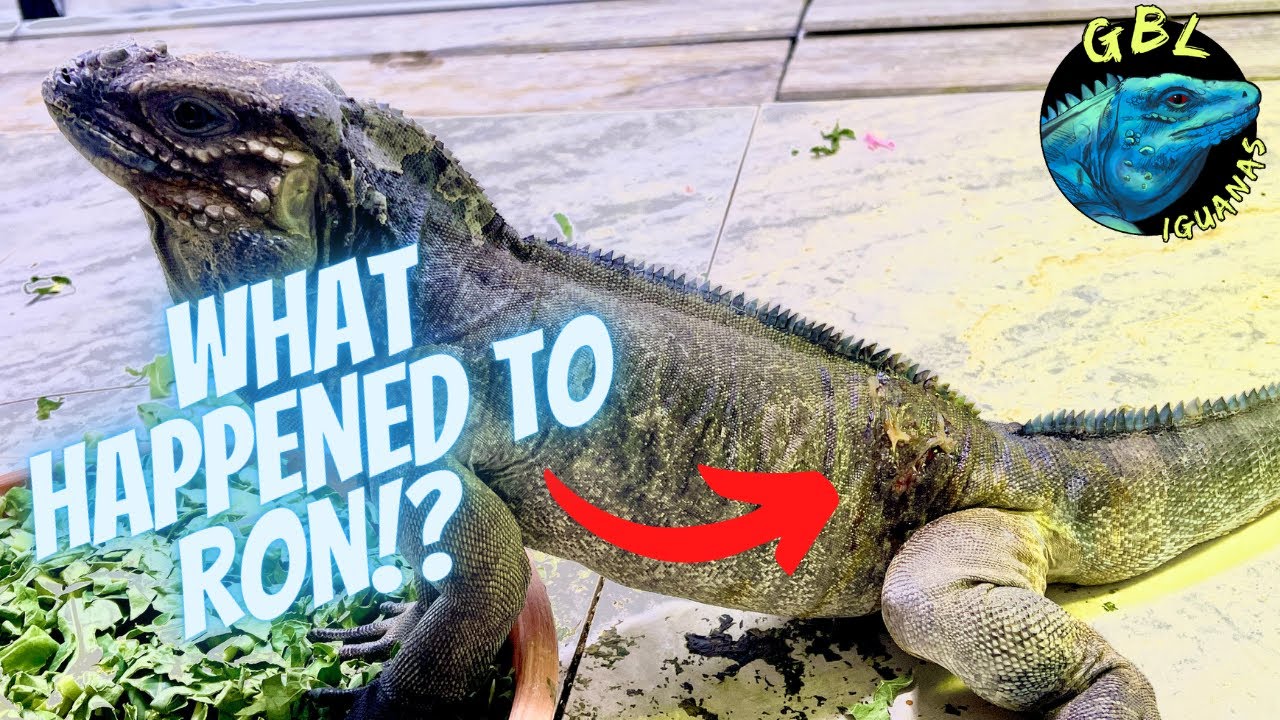 HOW TO TREAT MINOR WOUNDS ON REPTILES! *IMPORTANT*