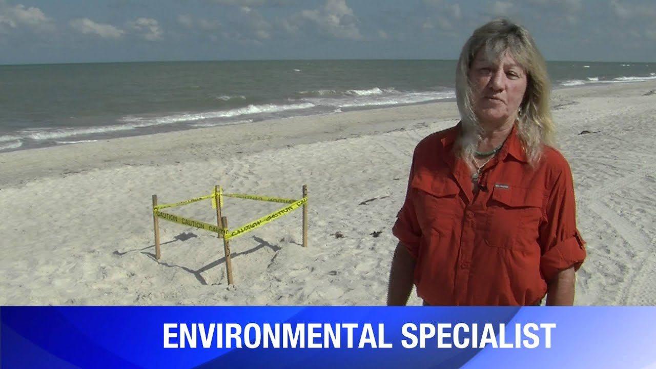 Sea Turtle Nesting Season in Collier County, Naples Florida
