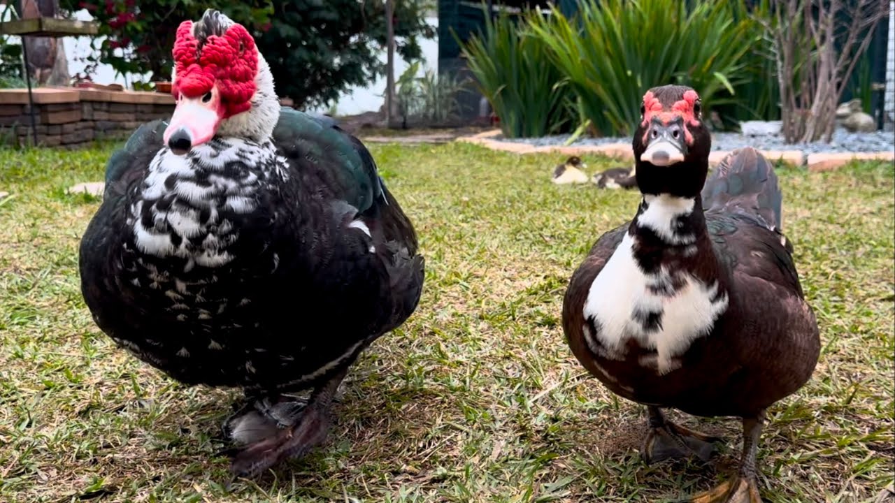 Ducks Bodyguards | Muscovy Ducks