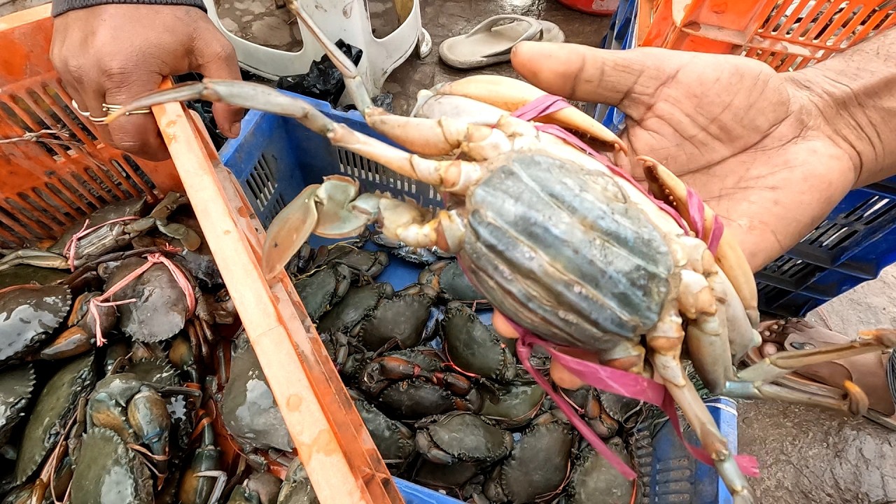 মালঞ্চ পাইকারি মাছের বাজার ফেব্রুয়ারী ২০২৬ | fish market in India | wholesale market #fish