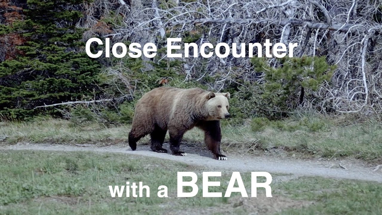 Bear Encounter at Glacier National Park Montana | RV Life