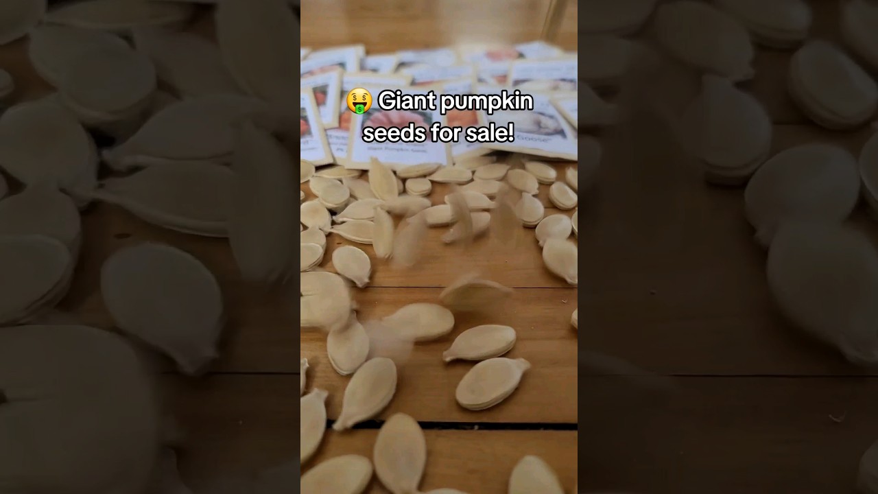 GreenAdrenaline.com 🎃 Giant pumpkin seeds for sale! #giantpumpkin #garden #seeds #plants #pumpkin
