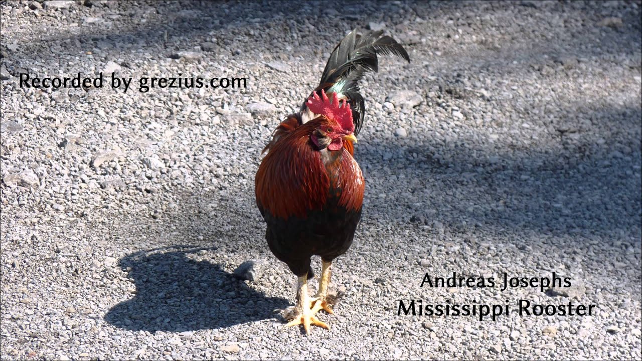 Saxophon Trio: Mississippi Rooster