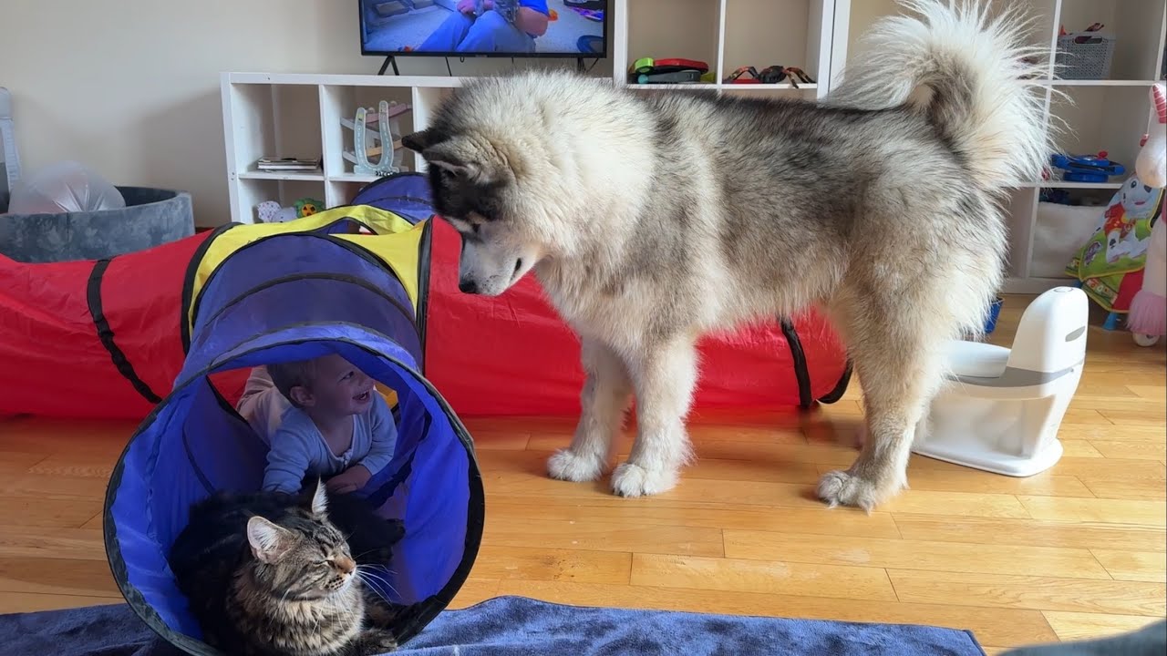 Giant Husky V Kitten! They Are The Cutest Play Mates!!