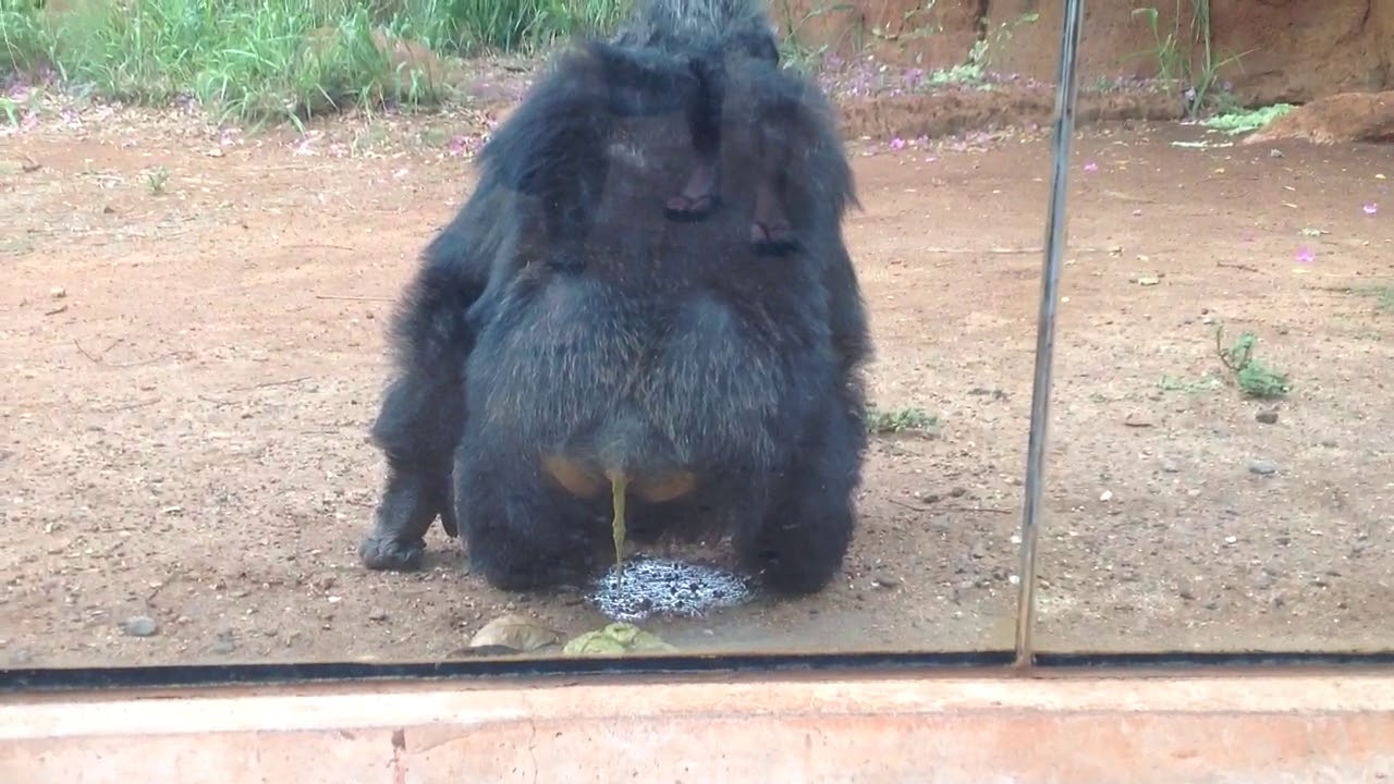 Chimpanzee in Hawaii.