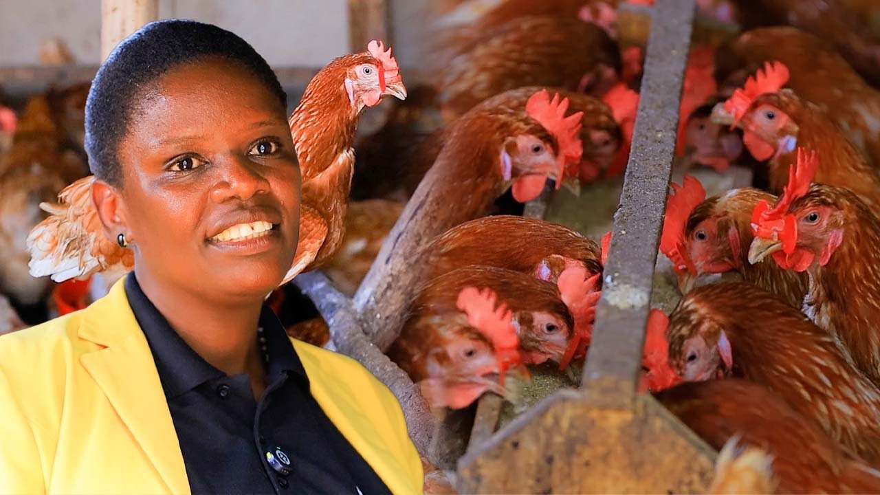 Ufite igishoro gito? Ngwino tworore inkoko-ORORA NEZA
