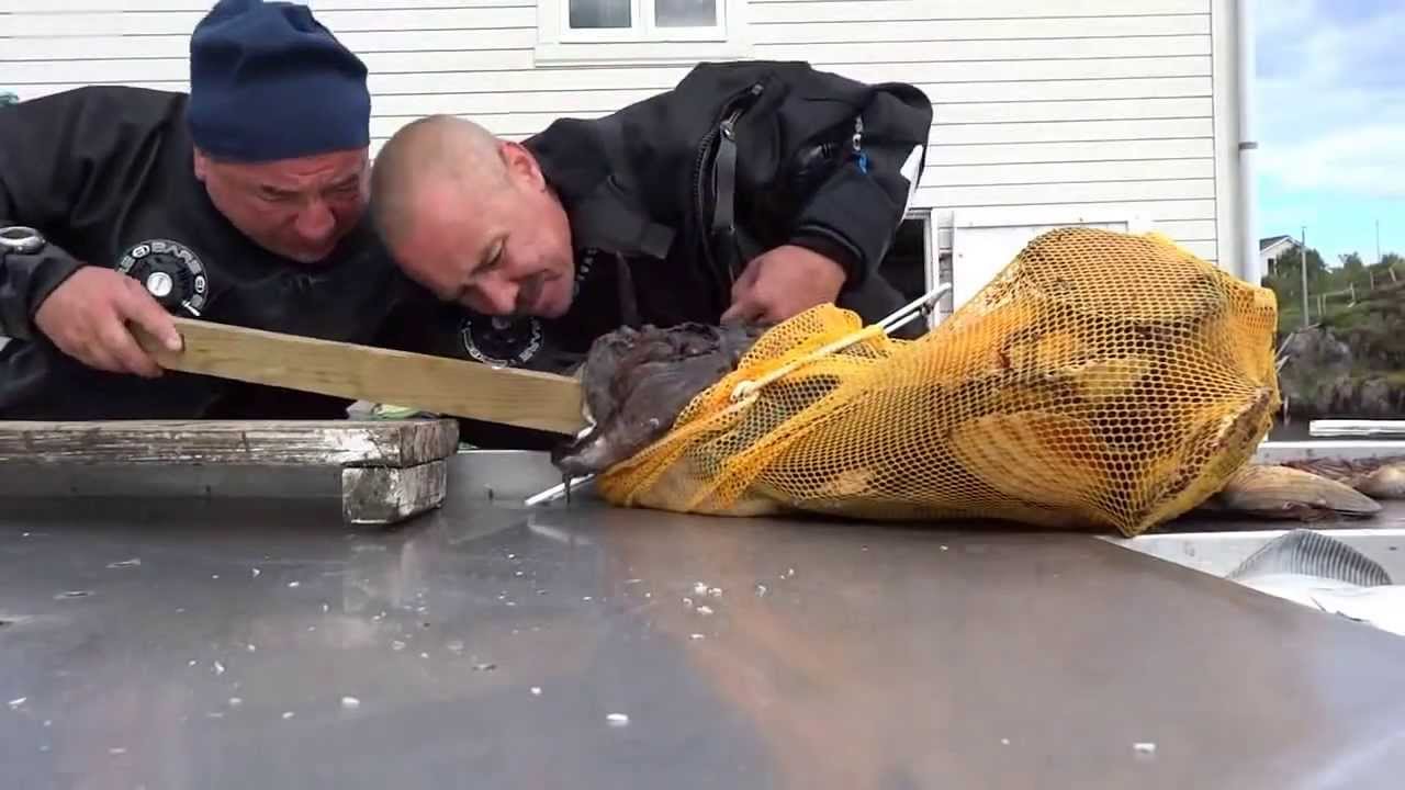 Hand stuck in a MonkFish # Морской Черт схватил за руку