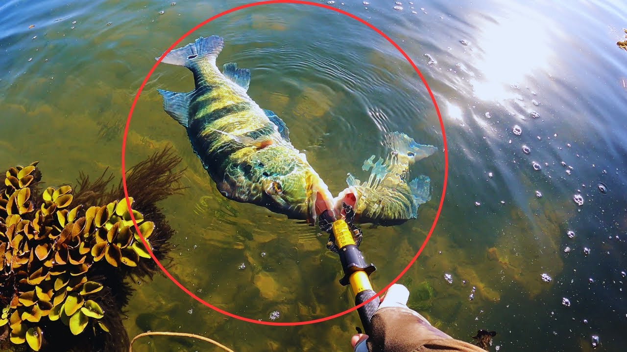 ESTAVA CERCADO PELO CARDUME DE TUCUNAR&Eacute;S GIGANTES!!! PESCARIA RIO PARAN&Aacute;!!!