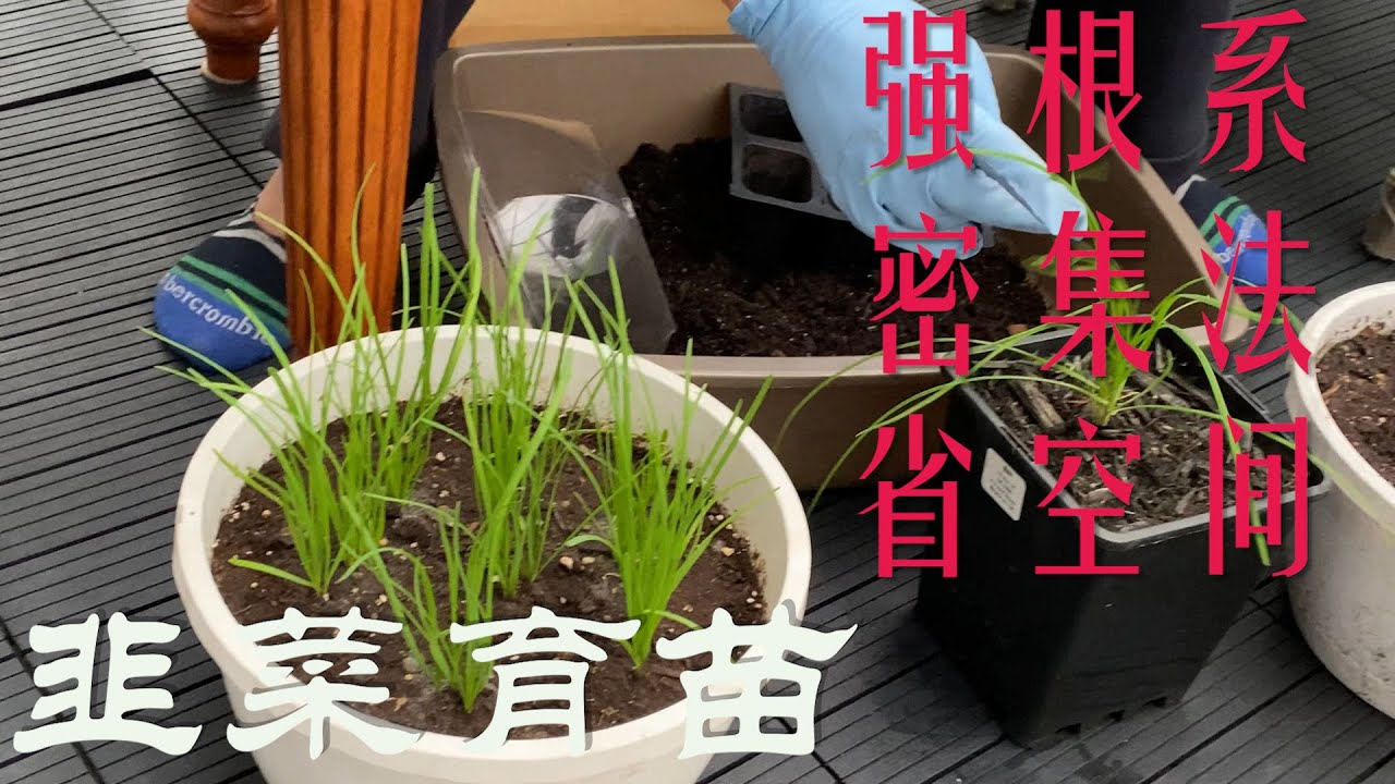 【渔耕笔记】种韭菜 | 密植法育苗  如何种韭菜 Over Seeding Garlic Chives