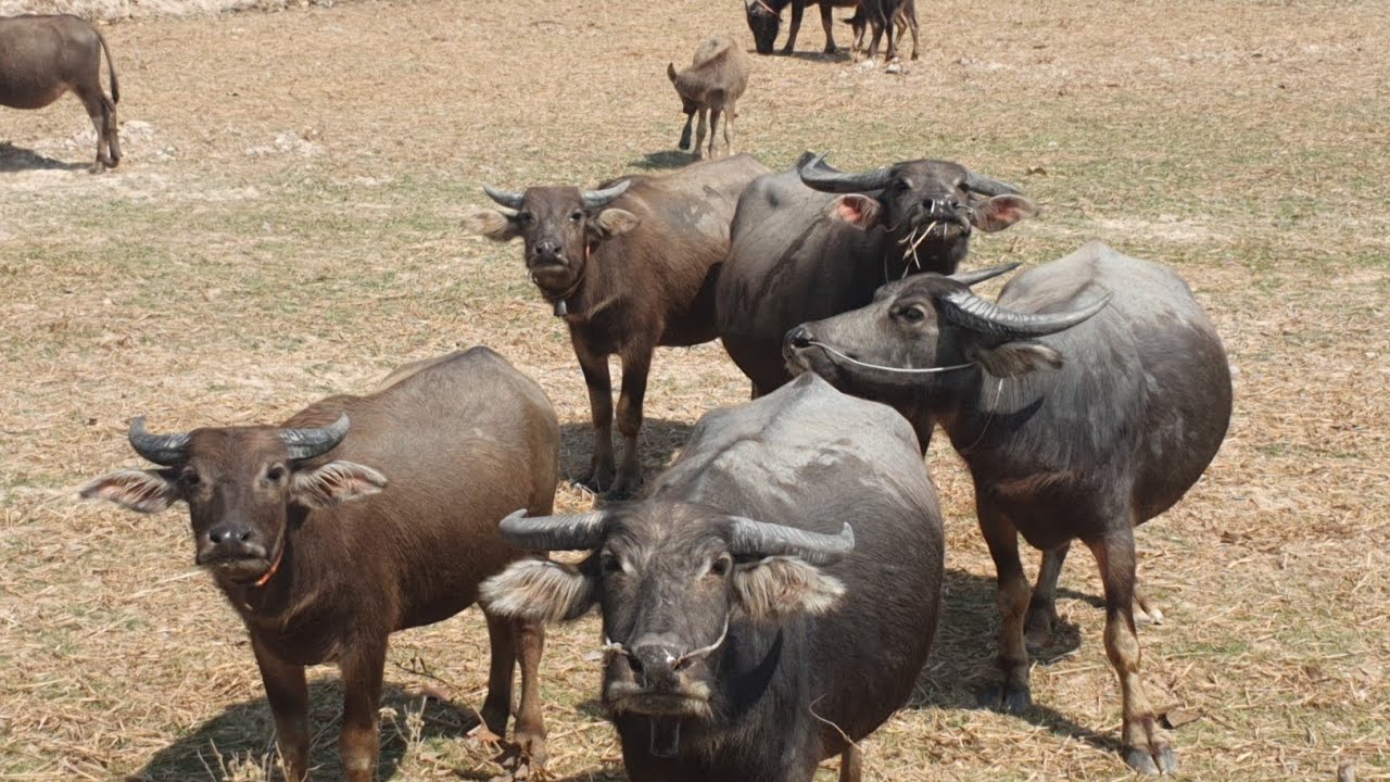 Buffaloes are grazing in the rice fields.🐃🐃🐃🐃