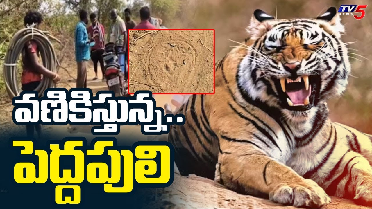 పెద్దపులి టెర్రర్..!  Tiger HULCHAL At Koyyalagudem | Eluru District | TV5 News